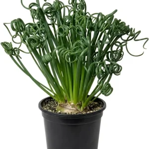 Albuca Spiralis Live Plant - Frizzle Sizzle Succulent, 4
