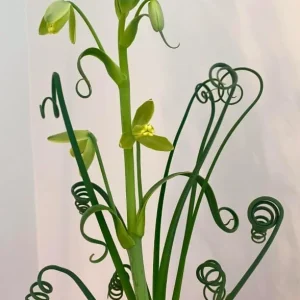 Albuca Spiralis Live Plant - Frizzle Sizzle Succulent, 4