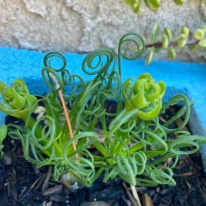 Albuca Spiralis Live Plant - Frizzle Sizzle Succulent, 4