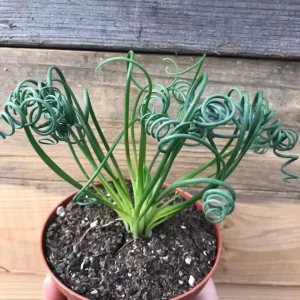 Albuca Spiralis Live Plant - Frizzle Sizzle Succulent, 4