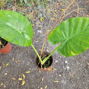 Alocasia Calidora Live Plant - Elephant Ear - Indoor & Outdoor Tropical - Image 2