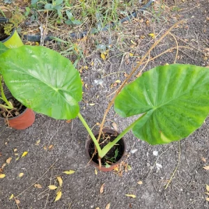 Alocasia Calidora Live Plant - Elephant Ear - Indoor & Outdoor Tropical - Image 3