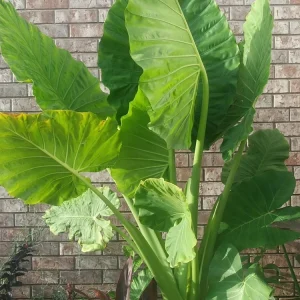 Alocasia Calidora Live Plant - Elephant Ear - Indoor & Outdoor Tropical - Image 1