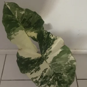 Alocasia Macrorrhiza Variegata Live Plant - Rare 6 inch Potted Houseplant - Image 2