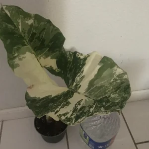 Alocasia Macrorrhiza Variegata Live Plant - Rare 6 inch Potted Houseplant - Image 3