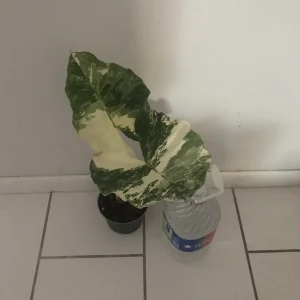 Alocasia Macrorrhiza Variegata Live Plant - Rare 6 inch Potted Houseplant - Image 4