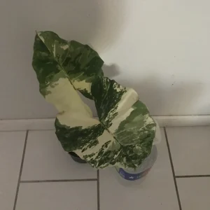 Alocasia Macrorrhiza Variegata Live Plant - Rare 6 inch Potted Houseplant - Image 5
