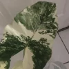Alocasia Macrorrhiza Variegata Live Plant - Rare 6 inch Potted Houseplant - Image 1