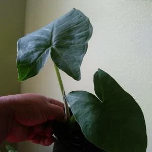 Alocasia Macrorrhizos Elephant Ear Live Plant - Small Potted, Indoor/Outdoor, Green - Image 2