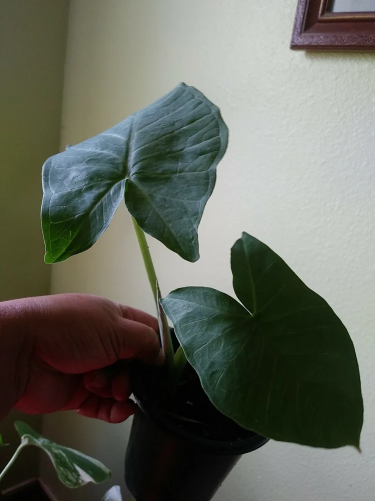 Alocasia Macrorrhizos Elephant Ear Live Plant - Small Potted, Indoor/Outdoor, Green - Image 2
