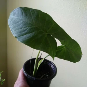 Alocasia Macrorrhizos Elephant Ear Live Plant - Small Potted, Indoor/Outdoor, Green - Image 3