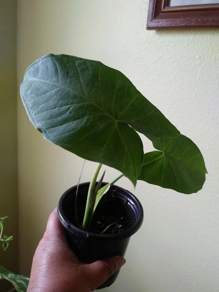 Alocasia Macrorrhizos Elephant Ear Live Plant - Small Potted, Indoor/Outdoor, Green - Image 3