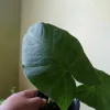 Alocasia Macrorrhizos Elephant Ear Live Plant - Small Potted, Indoor/Outdoor, Green - Image 1