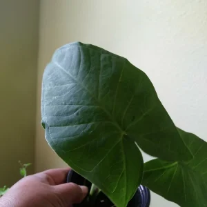 Alocasia Macrorrhizos Elephant Ear Live Plant - Small Potted, Indoor/Outdoor, Green - Image 1