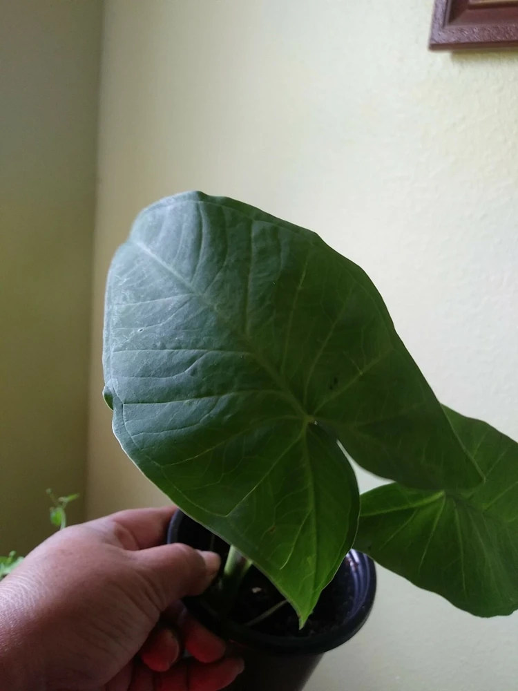Alocasia Macrorrhizos Elephant Ear Live Plant - Small Potted, Indoor/Outdoor, Green - Image 1