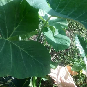 Alocasia Macrorrhizos Elephant Ear Live Plant - Small Potted, Indoor/Outdoor, Green - Image 4