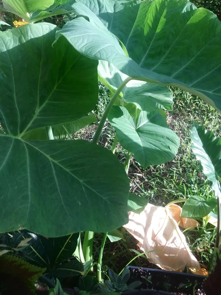 Alocasia Macrorrhizos Elephant Ear Live Plant - Small Potted, Indoor/Outdoor, Green - Image 4