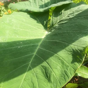 Alocasia Macrorrhizos Elephant Ear Live Plant - Small Potted, Indoor/Outdoor, Green - Image 5