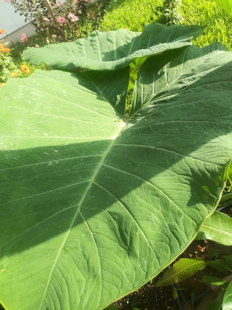 Alocasia Macrorrhizos Elephant Ear Live Plant - Small Potted, Indoor/Outdoor, Green - Image 5