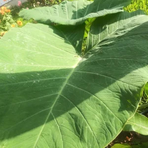 Alocasia Macrorrhizos Elephant Ear Live Plant - Small Potted, Indoor/Outdoor, Green - Image 6
