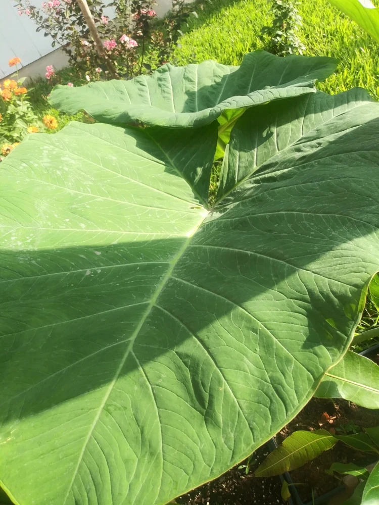 Alocasia Macrorrhizos Elephant Ear Live Plant - Small Potted, Indoor/Outdoor, Green - Image 6
