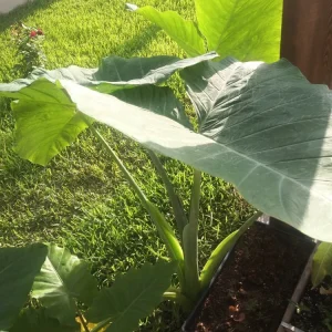 Alocasia Macrorrhizos Elephant Ear Live Plant - Small Potted, Indoor/Outdoor, Green - Image 7