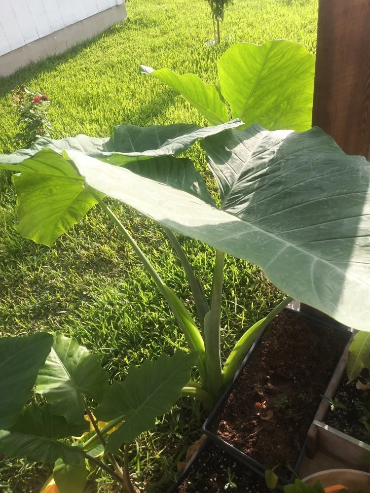 Alocasia Macrorrhizos Elephant Ear Live Plant - Small Potted, Indoor/Outdoor, Green - Image 7