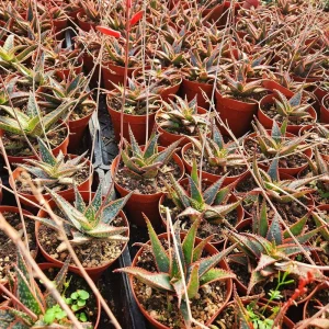Aloe 'Christmas Carol' Live Succulent Plant – 2 or 4 Inch Pot – Indoor/Outdoor - Image 2