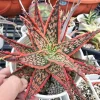 Aloe 'Christmas Carol' Live Succulent Plant – 2 or 4 Inch Pot – Indoor/Outdoor - Image 1
