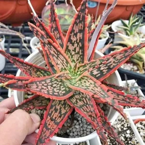 Aloe 'Christmas Carol' Live Succulent Plant – 2 or 4 Inch Pot – Indoor/Outdoor - Image 1
