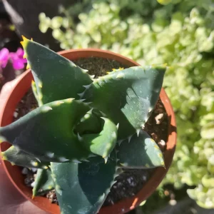 Aloe Nobilis Gold Toothed Live Plant - 4 inch Pot - Succulent - Image 2