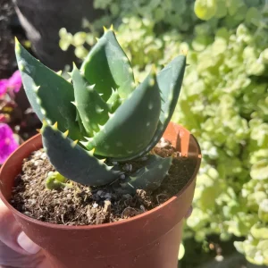 Aloe Nobilis Gold Toothed Live Plant - 4 inch Pot - Succulent - Image 3