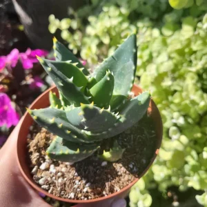 Aloe Nobilis Gold Toothed Live Plant - 4 inch Pot - Succulent - Image 4