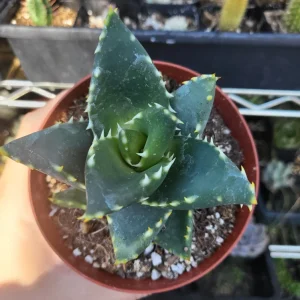 Aloe Nobilis Gold Toothed Live Plant - 4 inch Pot - Succulent - Image 5
