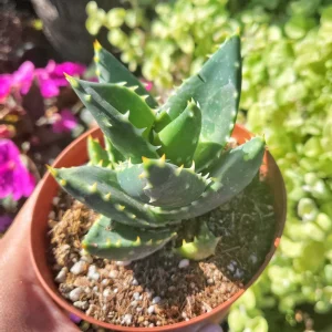 Aloe Nobilis Gold Toothed Live Plant - 4 inch Pot - Succulent - Image 6