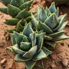 Aloe Nobilis Gold Toothed Live Plant - 4 inch Pot - Succulent - Image 1