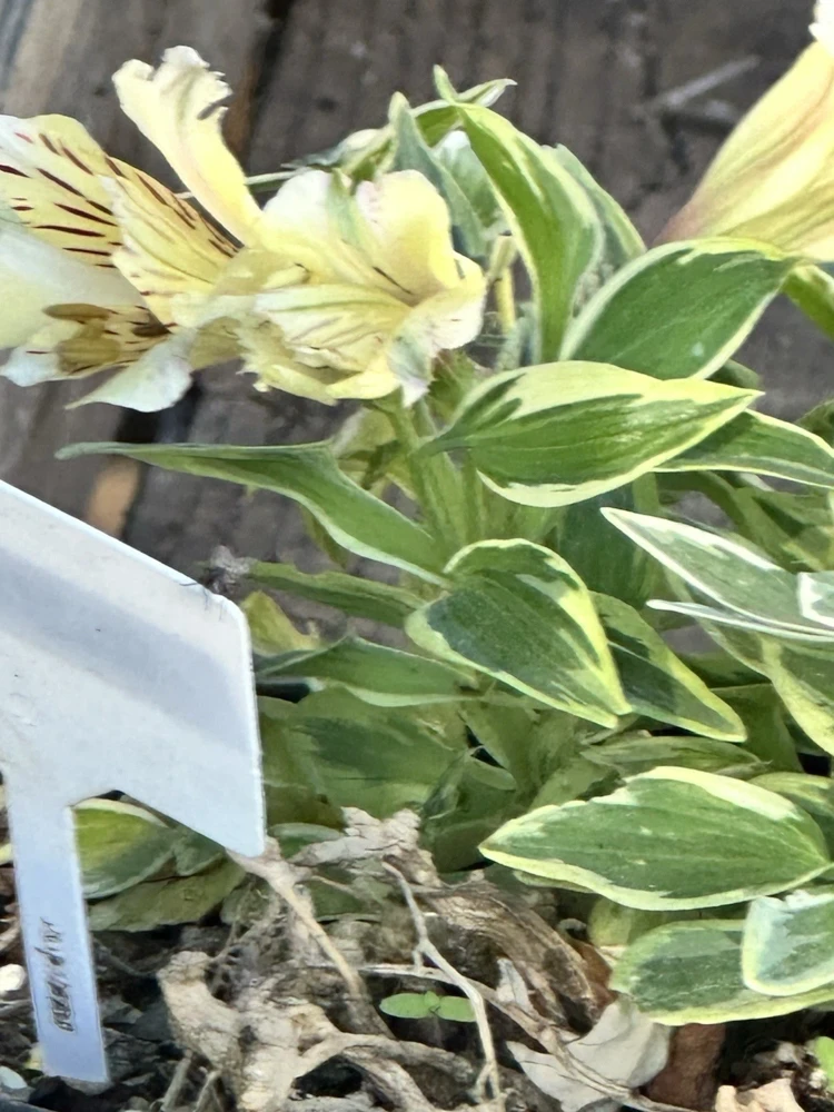 Alstroemeria Aurea Yellow Variegated Peruvian Lily Root Bulb 1 Live Plant Outdoor - Image 2
