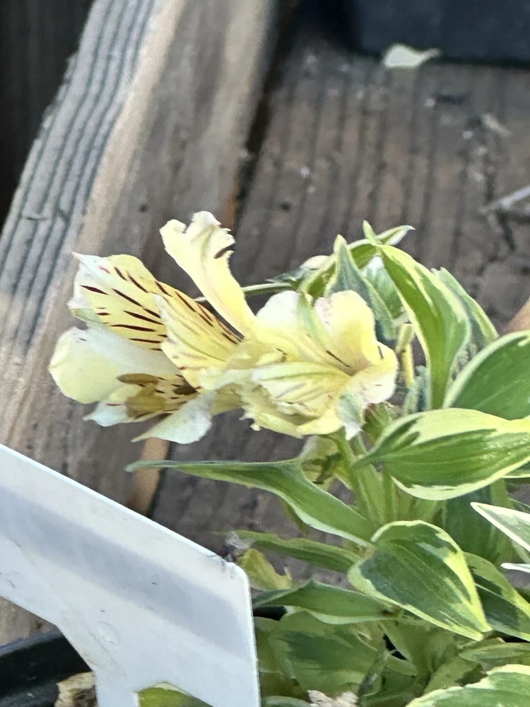 Alstroemeria Aurea Yellow Variegated Peruvian Lily Root Bulb 1 Live Plant Outdoor - Image 3