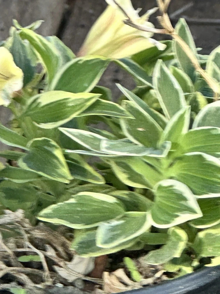 Alstroemeria Aurea Yellow Variegated Peruvian Lily Root Bulb 1 Live Plant Outdoor - Image 4