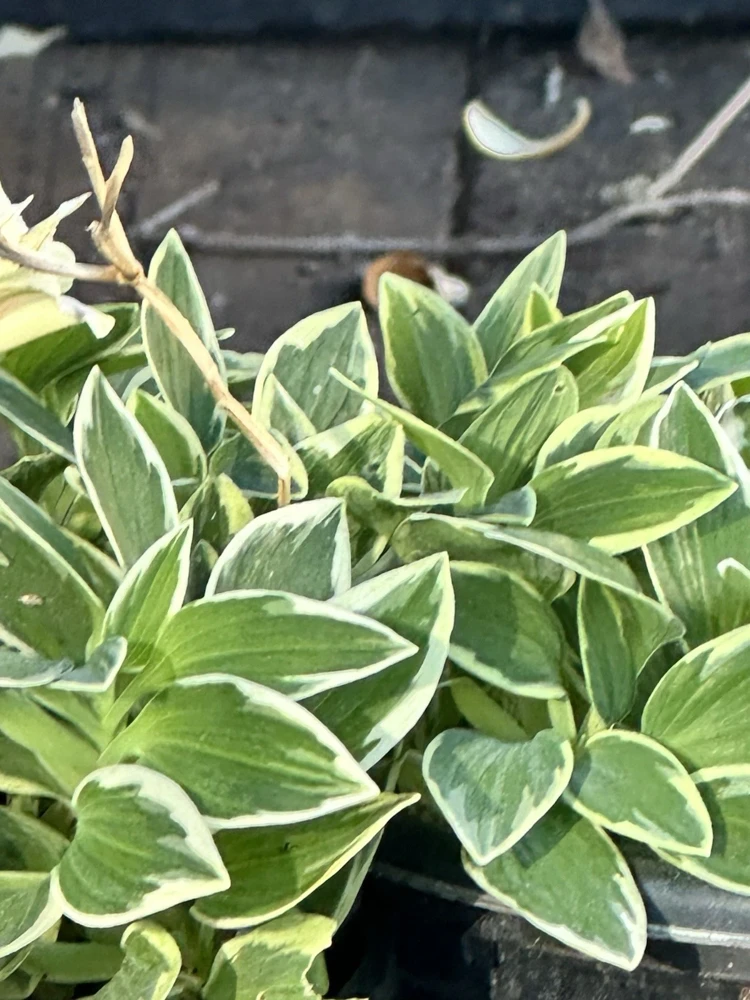 Alstroemeria Aurea Yellow Variegated Peruvian Lily Root Bulb 1 Live Plant Outdoor - Image 5