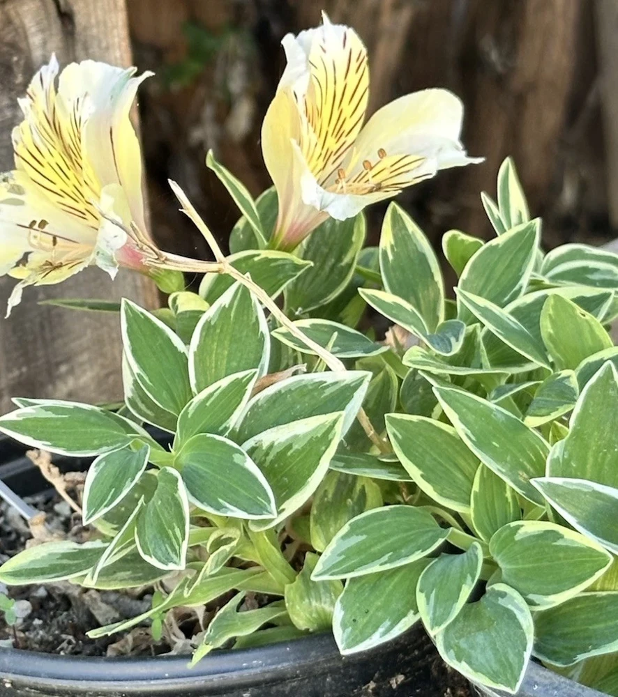 Alstroemeria Aurea Yellow Variegated Peruvian Lily Root Bulb 1 Live Plant Outdoor - Image 1