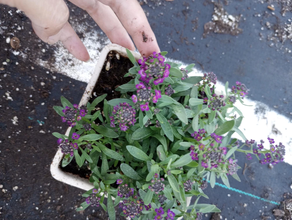 Alyssum Live Plant - Mixed Purple & White Flowers, 4 inch Pot - Image 2