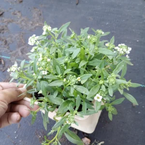 Alyssum Live Plant - Mixed Purple & White Flowers, 4 inch Pot - Image 3