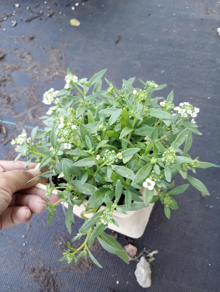 Alyssum Live Plant - Mixed Purple & White Flowers, 4 inch Pot - Image 3