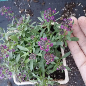 Alyssum Live Plant - Mixed Purple & White Flowers, 4 inch Pot - Image 1