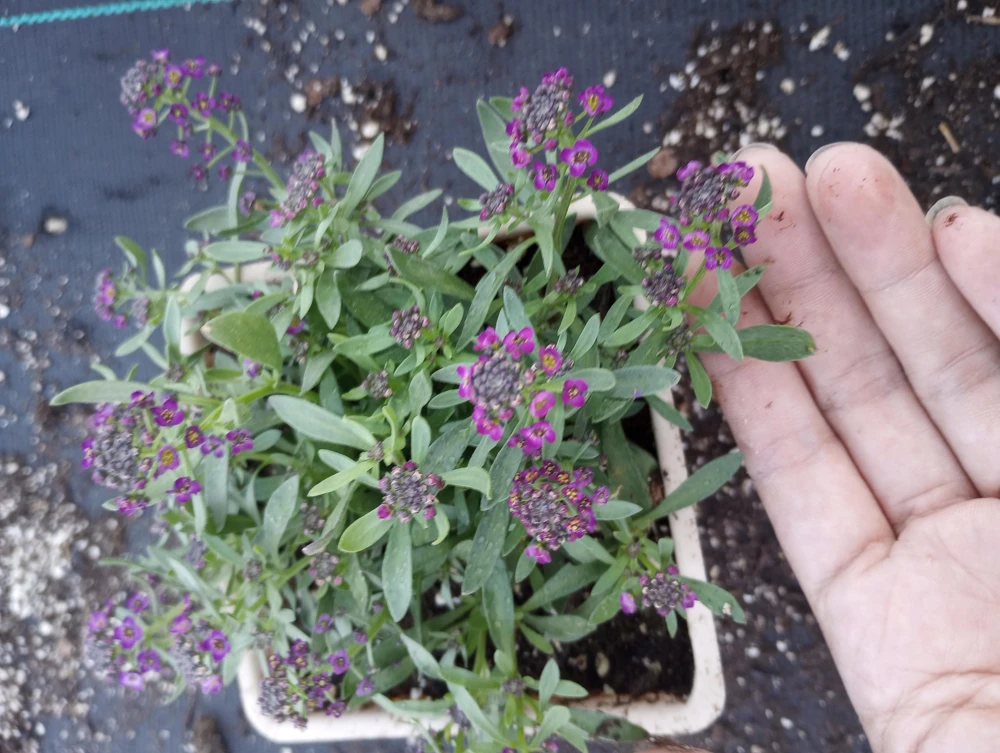 Alyssum Live Plant - Mixed Purple & White Flowers, 4 inch Pot - Image 1