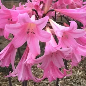 Amaryllis Belladonna Pink Naked Lady Lily Bulbs - 2 Pack, Live 2-3" Bulbs, Indoor/Outdoor - Image 2