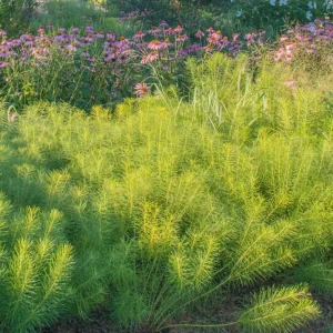 Amsonia Hubrichtii Threadleaf Bluestar Live Plant - Starter Plant 4-6" Tall in 2.5" Pot - Image 1