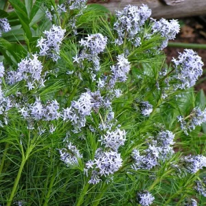 Amsonia Hubrichtii Threadleaf Bluestar Live Plant - Starter Plant 4-6" Tall in 2.5" Pot - Image 2
