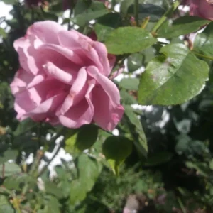 Angel Face Rose Unrooted Cuttings - 5 Purple Rose Cuttings, 8 Inch - Image 2